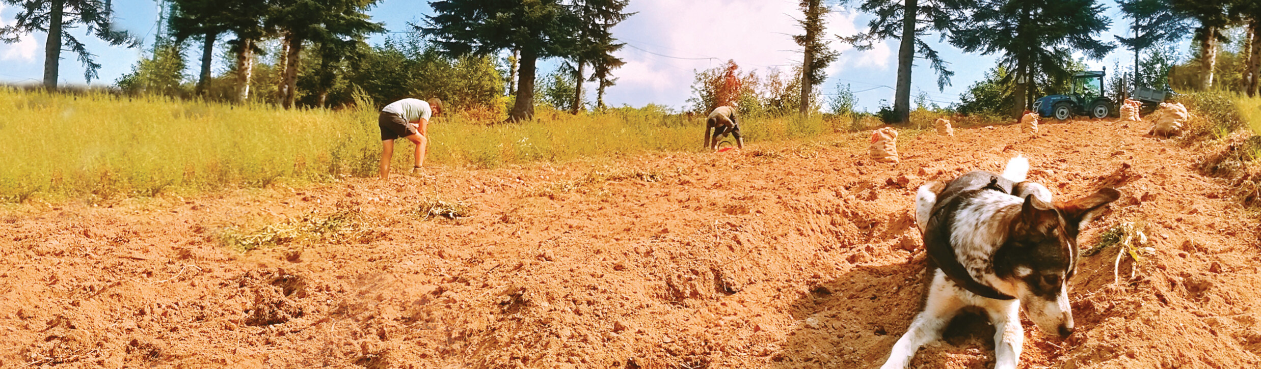 MangiaBin Banner 9