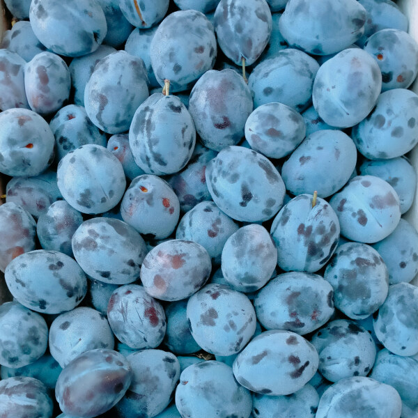 MangiaBin Elemento2 17
