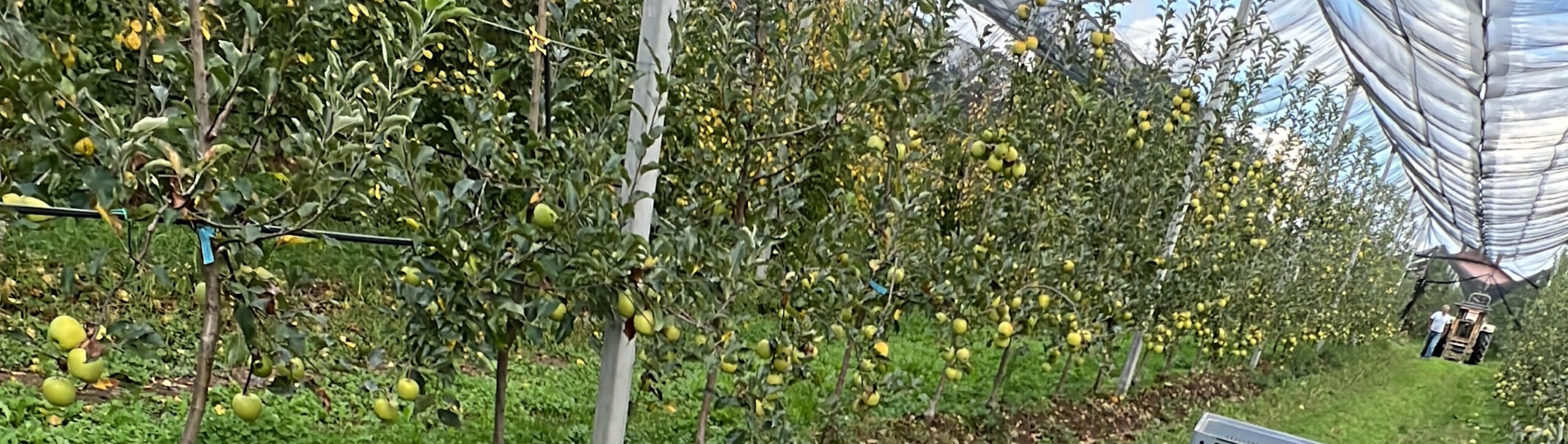 MangiaBin Elemento3 9